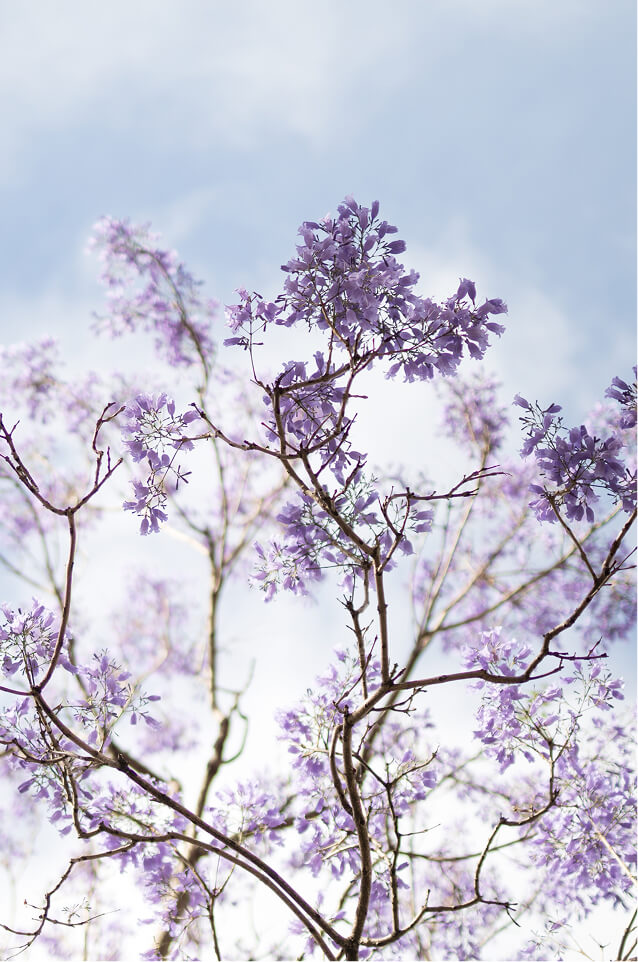Proyecto Jacaranda